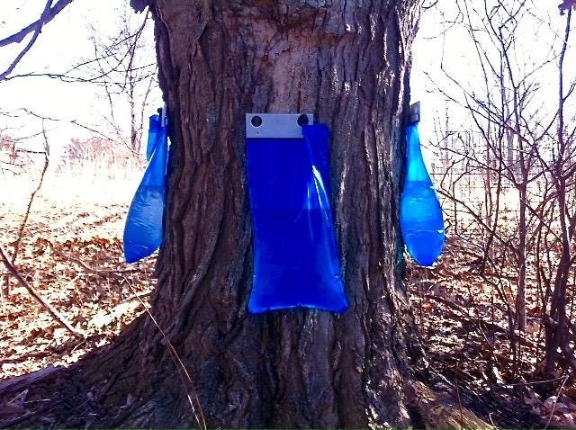 Tree Watering Bags  CLC Tree Services The Blog